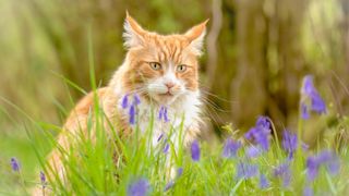 Maine Coon