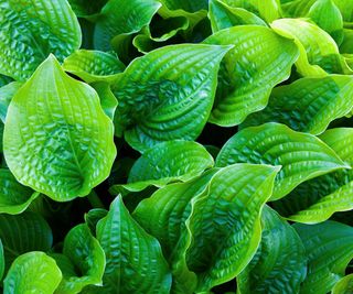 hosta plants in back garden