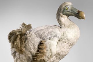 Dodo bird taxidermy