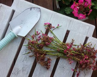 deadhead cutting from geraniums with secateurs