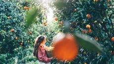 Woman in orange grove with basket of oranges
