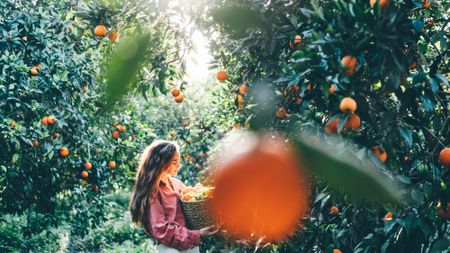 Woman in orange grove with basket of oranges