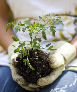 Hands holding a young tomato seedling ready to plant it