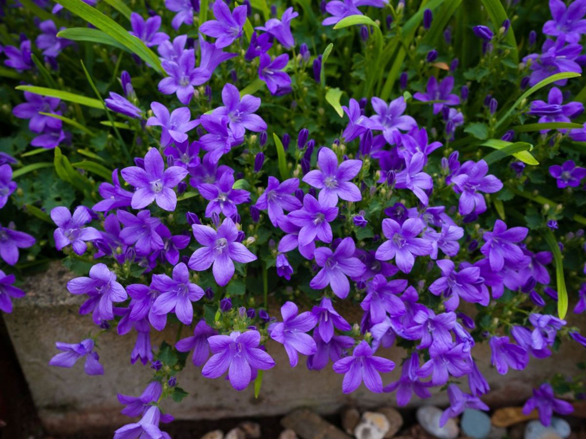 Campanula Care Guide – How To Grow Bellflowers | Gardening Know How