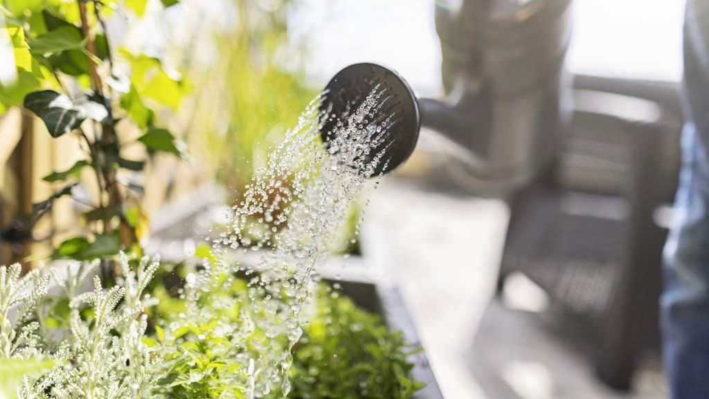 A watering can waters plants