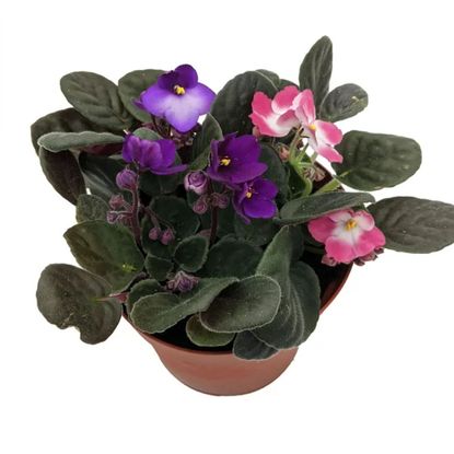 10 Indoor Flowering Plants That Bloom All Year Round 