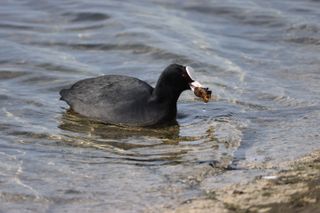 Coot bird carrying cockles in its mouth