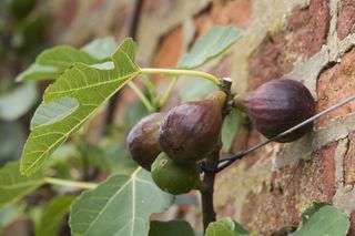 fig tree growing up brick wall with ripe figs