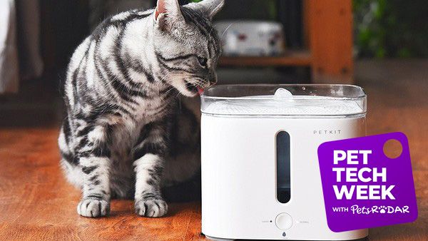 Petkit Smart Pet Drinking fountain review