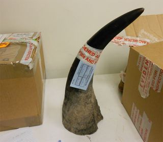 On Aug. 1, the Manhattan U.S. Attorney announced that Hausman had pled guilty to charges related to illegal rhino horn trafficking, these were one count of obstructing justice and one count of falsifying records. Above, another horn found by federal agent