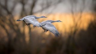 Sandhill cranes flying through the sky