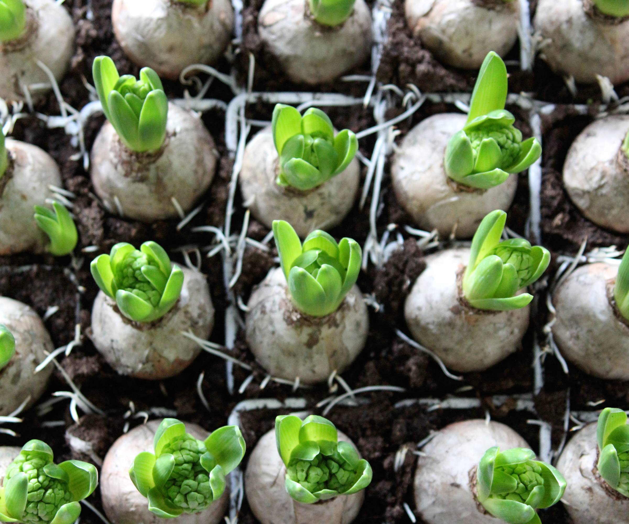 Many hyacinth bulbs just beginning to sprout