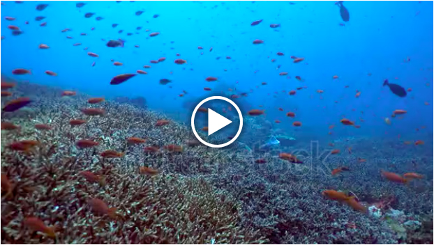Fish in a coral reef