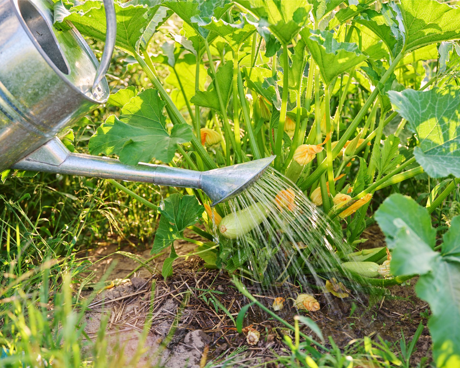 watering can watering zucchini plant