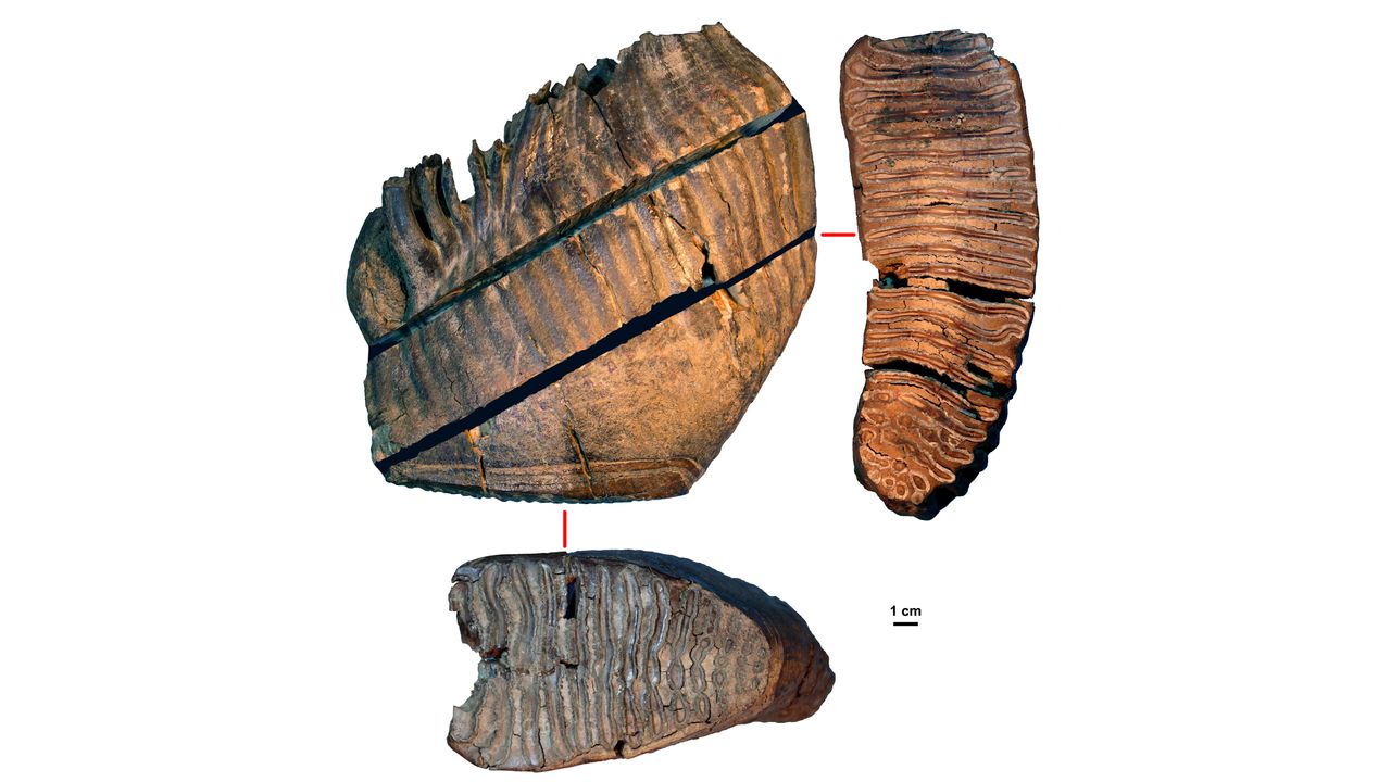 The molar of the roughly 700,000-year-old Chukochya.