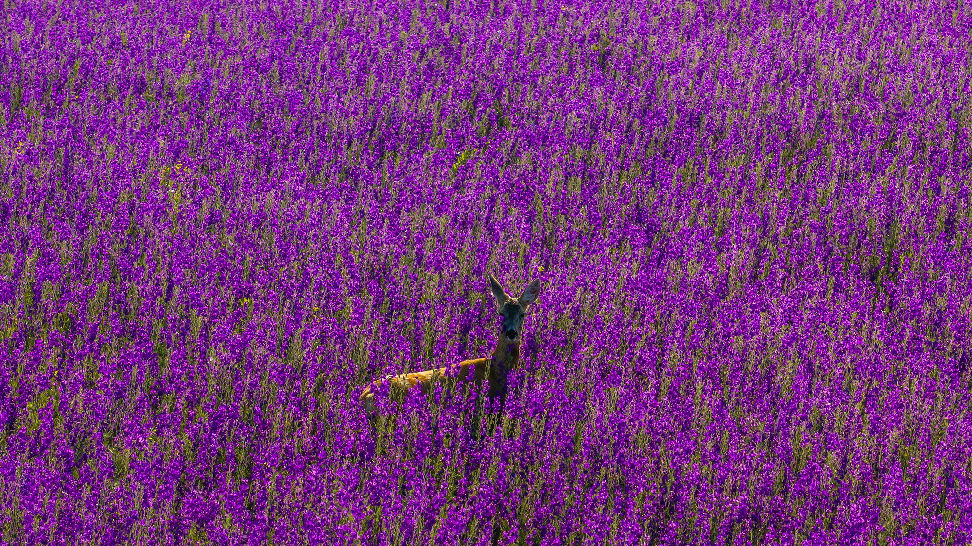 A roe deer stands in a meadow of purple flowers near Gyongyospata, Hungary
