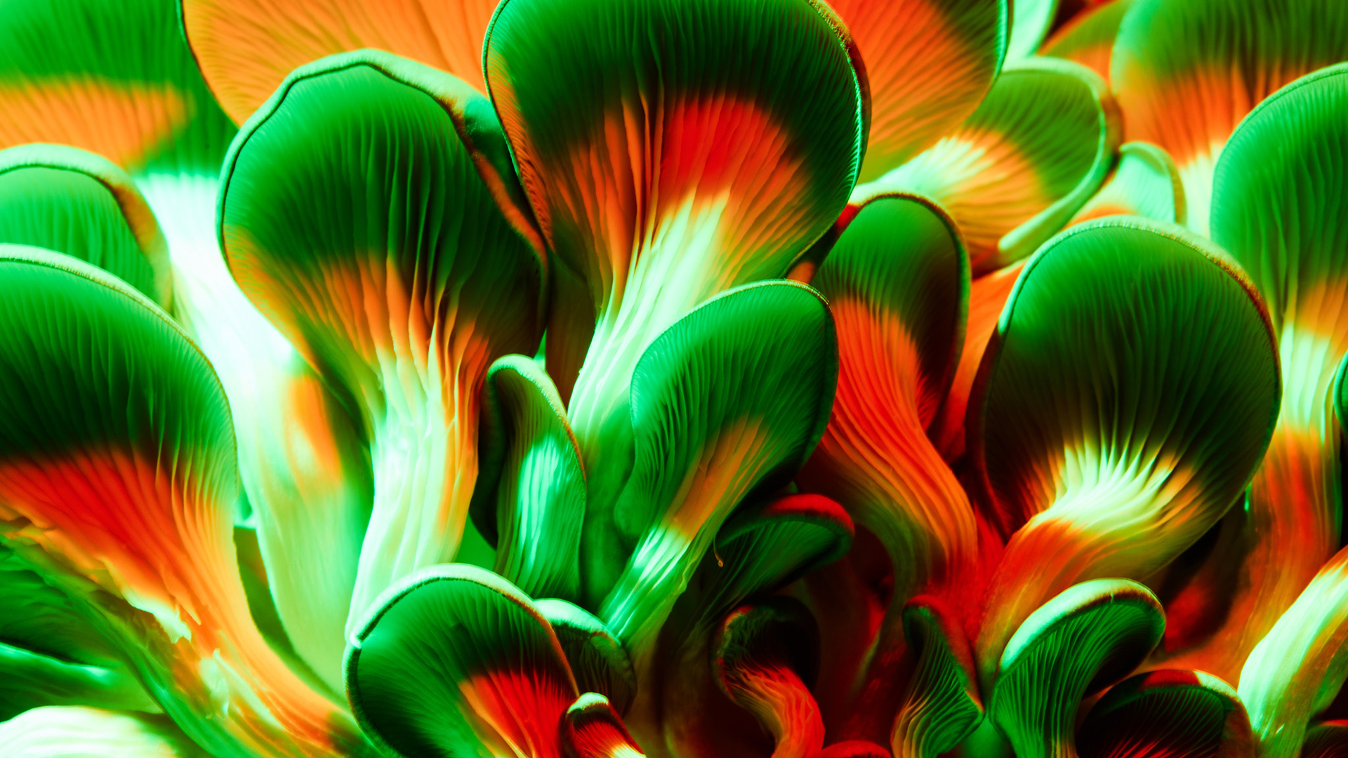 Vollebak Mycelium Jacket