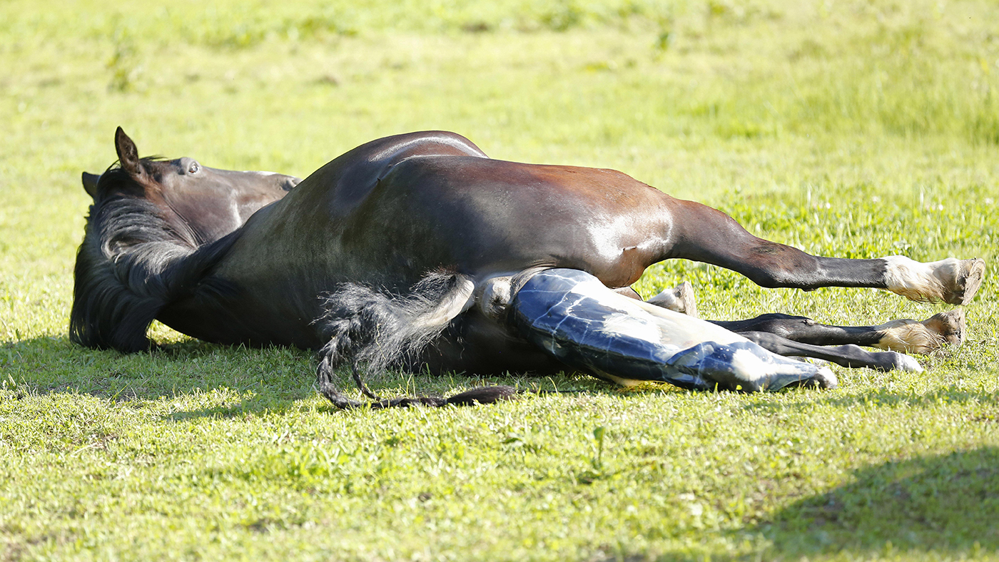 Foaling in horses: a foal being delivered during the second stage of labour