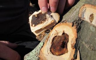 Tree trunk showing interior damage by Asian longhorned beetles.