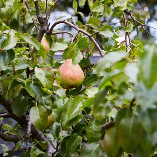 Pears growing in a pear tree