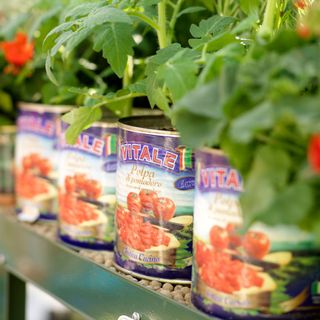 garden with recycle tomato tins