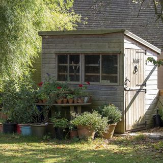 flower gardening with wooden shed
