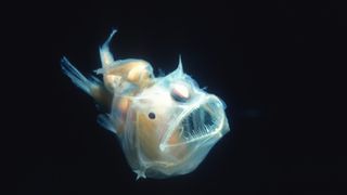 A female anglerfish with her jaws open and males hanging off her body.