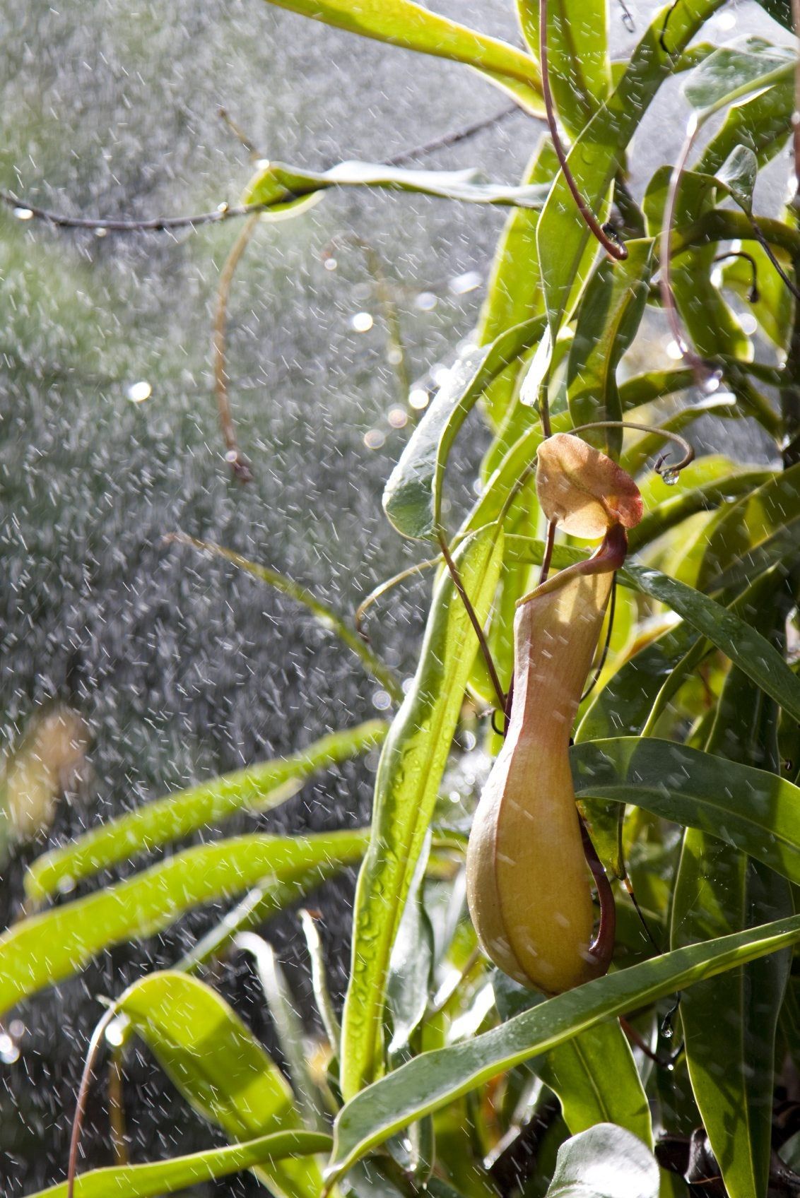 Raining On Pitcher Plants