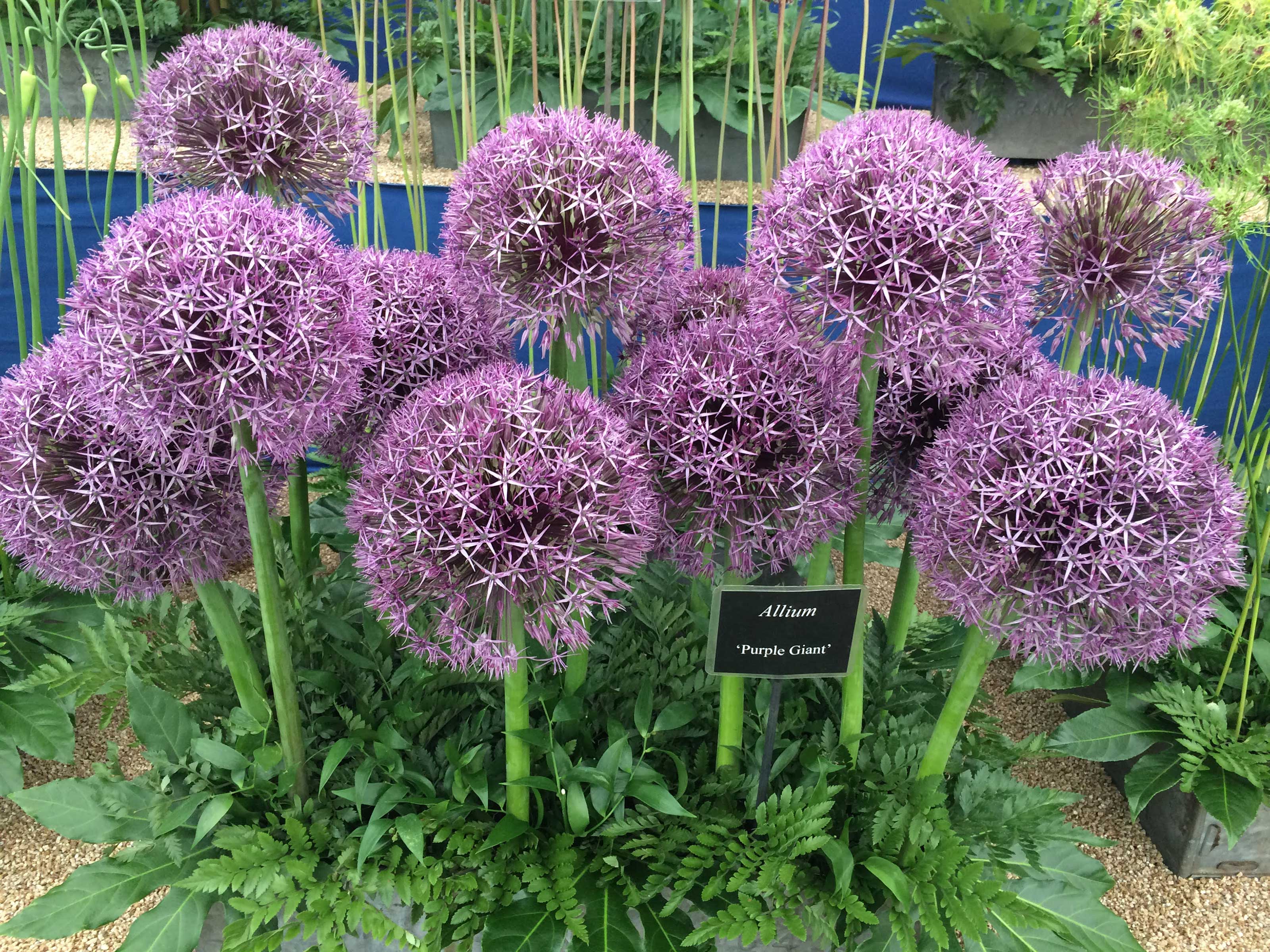 alliums in floral marquee at hampton court garden festival 2021