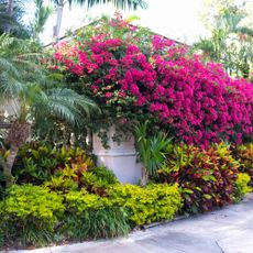 Bougainvillea plant in Zone 10 in Florida