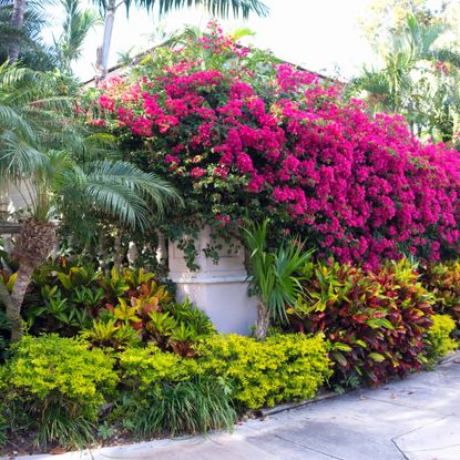 Bougainvillea plant in Zone 10 in Florida