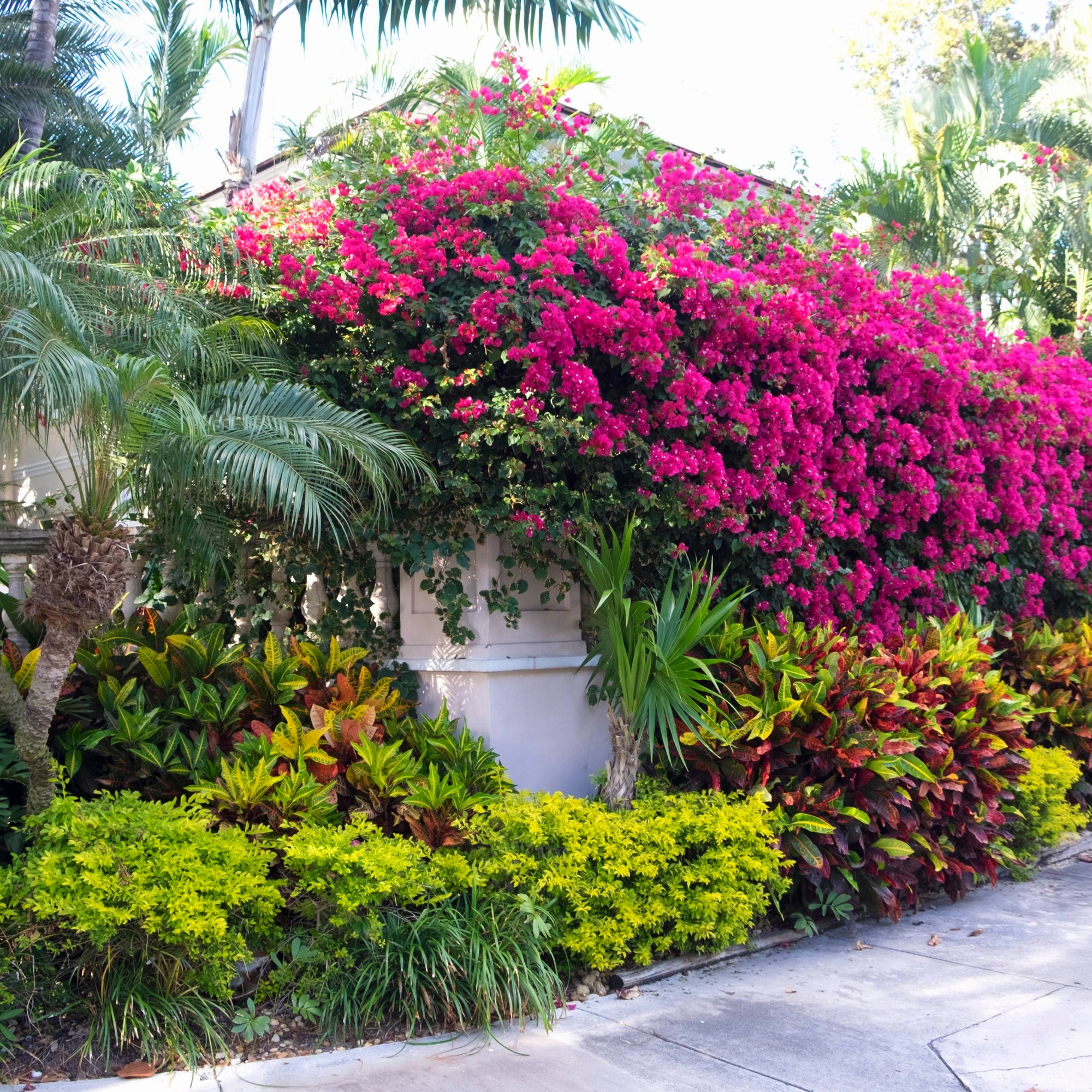 Bougainvillea plant in Zone 10 in Florida