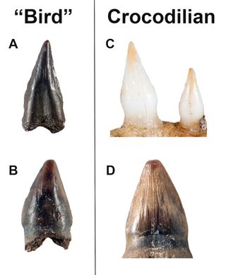 The mysterious, so-called "bird" teeth (A, B) next to modern juvenile alligator teeth (C) and a fossil crocodilian tooth (D).