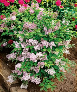 Compact lilac shrub Miss Kim with pale lilac flowers