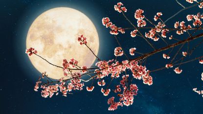 New Moon March 2023: Night sky with Moon and a cherry blossom branch.