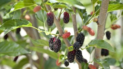 Mulberry tree with several dark fruits during the summer