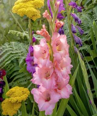 Beautiful pink Gladioli flowers in an English garden summer border