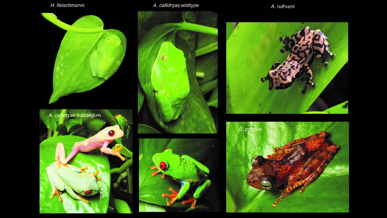 Six different images of frog species, each sitting on a green leaf. Top, from left to right: H. fleischmanni, A. callidryas wildtype, and A. ruthveni. Bottom, from left to right: A. callidryas bubblegum (sitting with one A. callidryas wildtype on the same leaf), A. callidryas wildtype, and B. pyrrhus.
