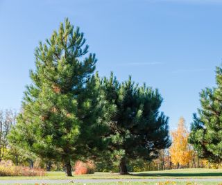 Eastern white pine trees in a sunny landscape