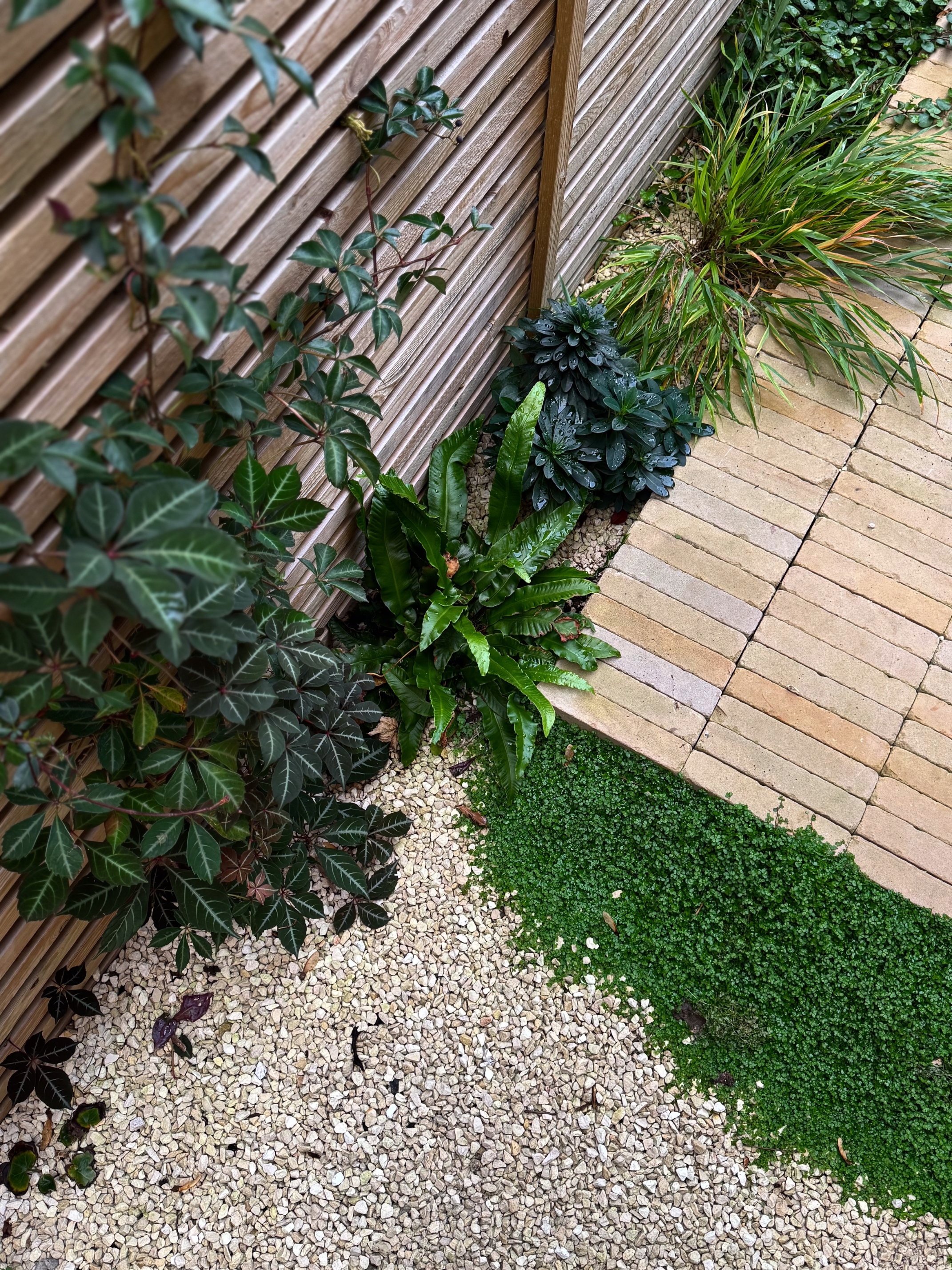 a garden with a stacked bond rectangular paver path