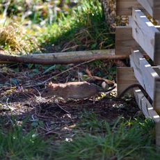 Rat running away from wooden compost bin