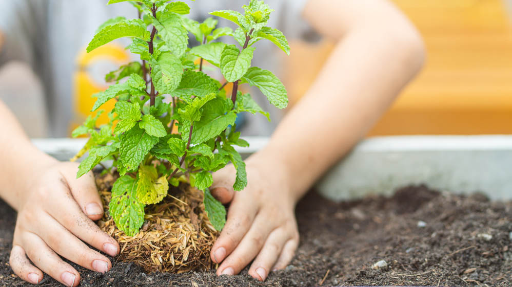 A child planting a peppermint plant