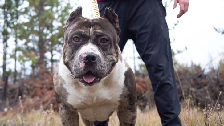 merle bully dog