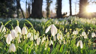 Snowdrop flowers in a field