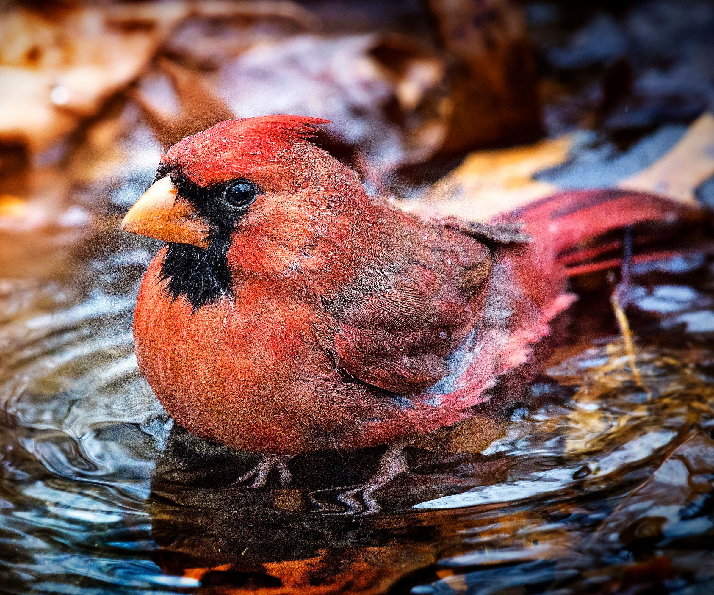young cardinal bathing in shallow bird bath of water