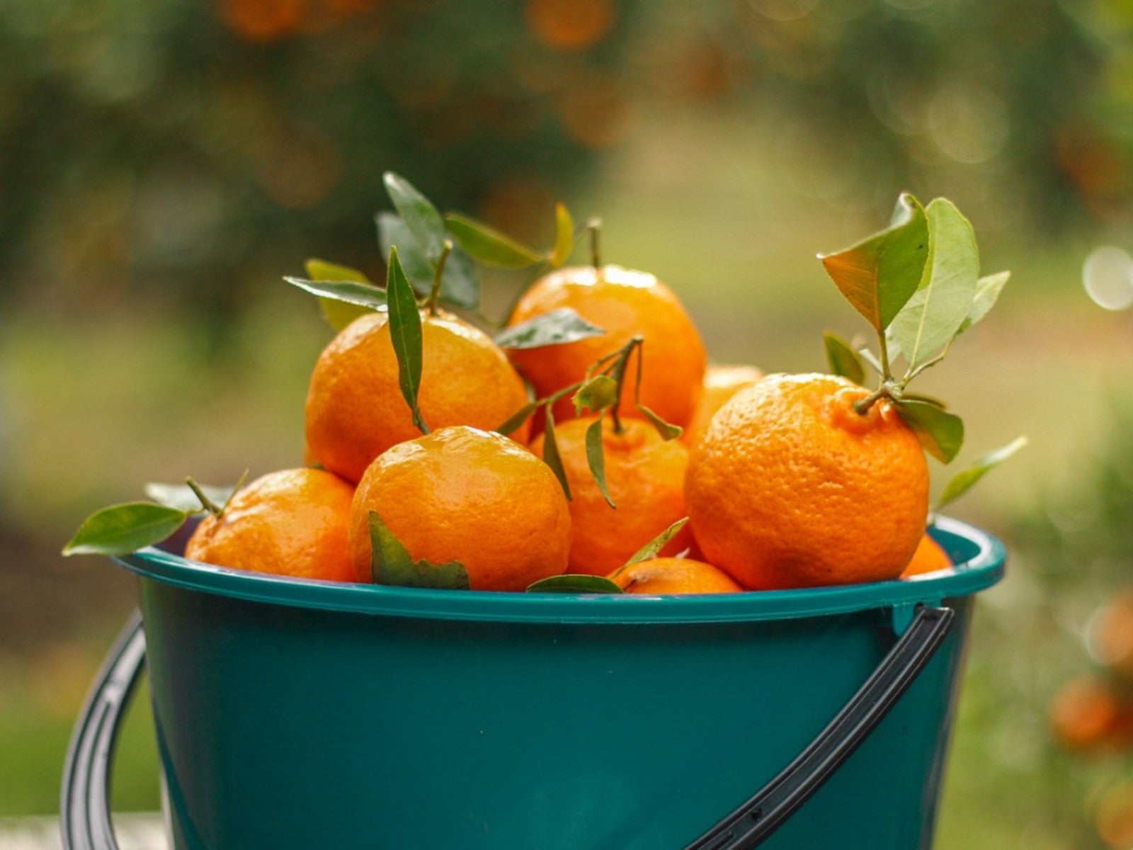 Clementines Tangerines Information and Facts