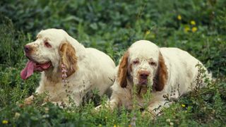 Clumber spaniels