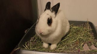 Rabbit litter training