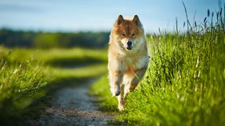 Dog running on path