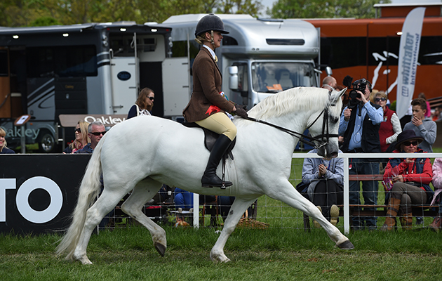 Hannah Horton riding Slieve Bloom Jill, Champion Native BSPS Heritage Ridden Championship during Saturday of the Royal Windsor Show, in the grounds of Windsor Castle in Windsor in the county of Berkshire, UK on 14th May 2016
